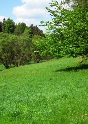 trädgård